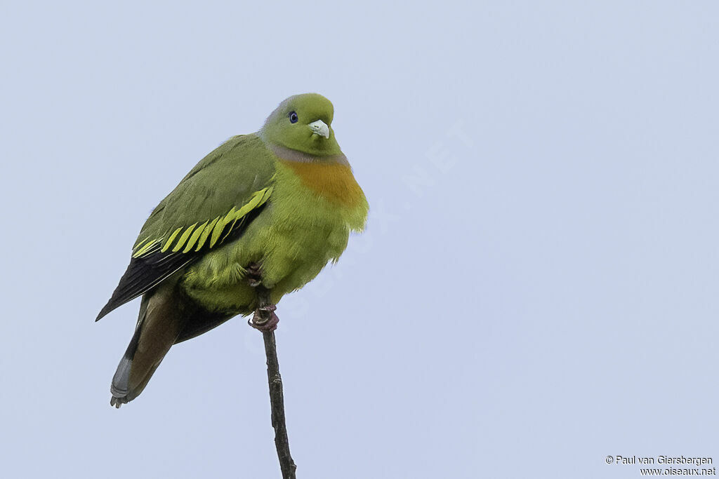 Orange-breasted Green Pigeonadult