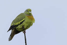 Orange-breasted Green Pigeon