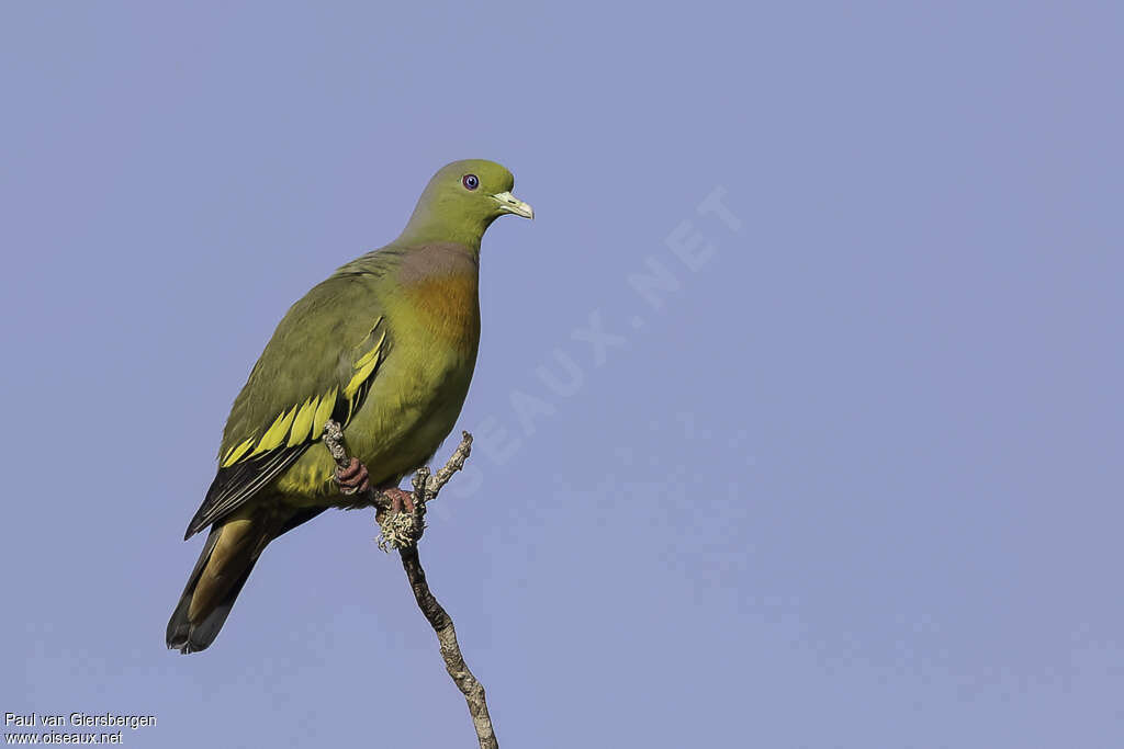 Orange-breasted Green Pigeonadult, identification