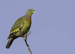 Orange-breasted Green Pigeon