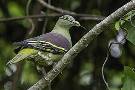 Grey-cheeked Green Pigeon