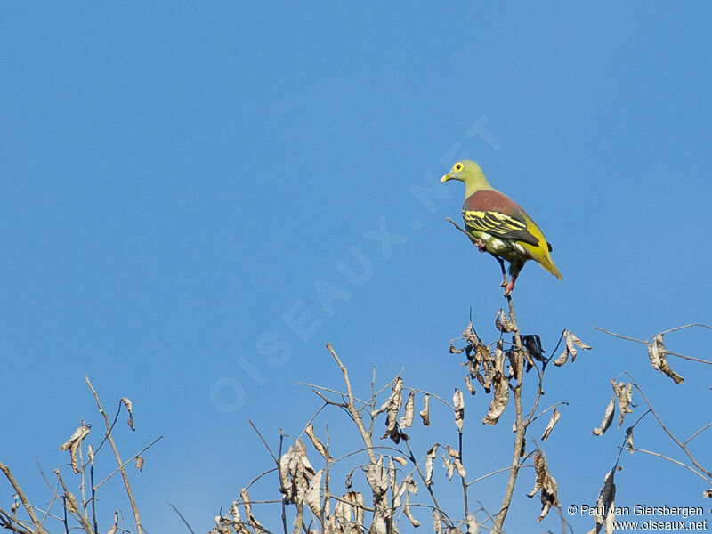 Grey-cheeked Green Pigeon