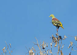 Grey-cheeked Green Pigeon