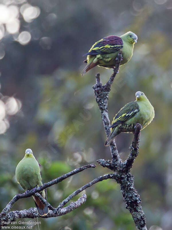 Grey-fronted Green Pigeon male adult, identification