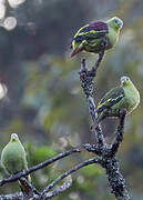 Grey-fronted Green Pigeon