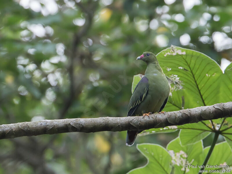 African Green Pigeon