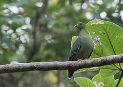 African Green Pigeon