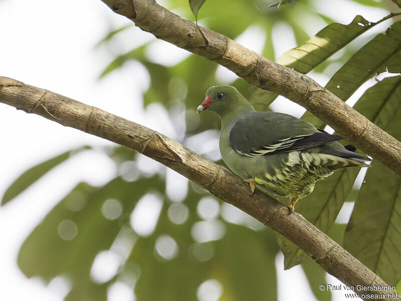 African Green Pigeon