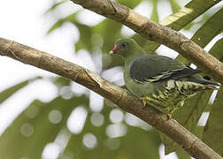 African Green Pigeon