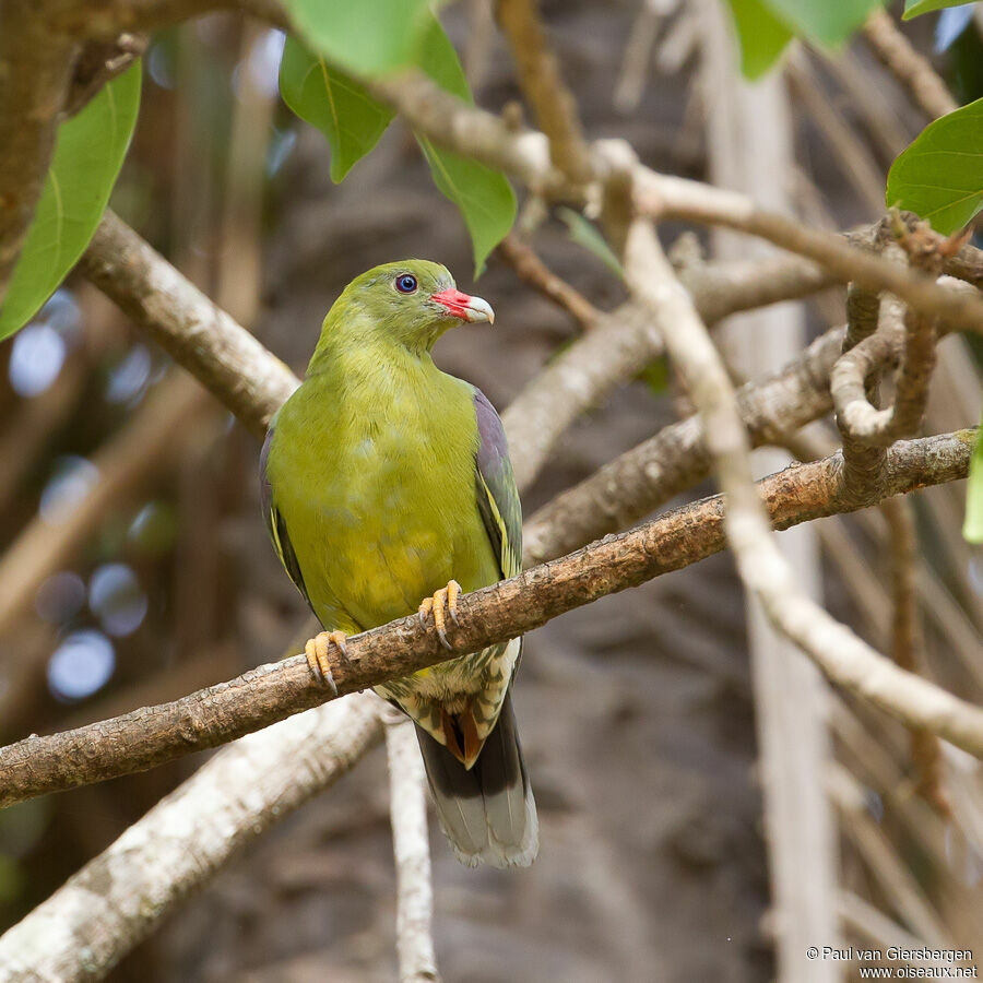 African Green Pigeon