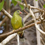 African Green Pigeon