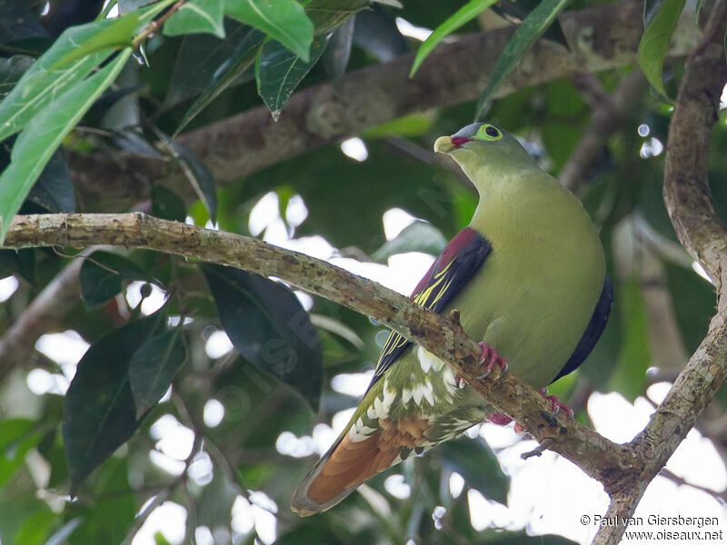 Colombar à gros bec