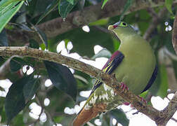 Thick-billed Green Pigeon