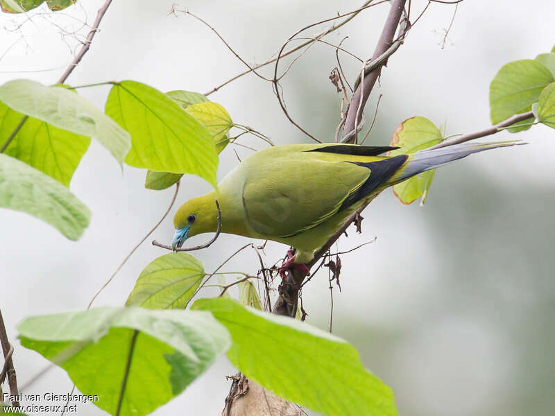 Pin-tailed Green Pigeonadult, Reproduction-nesting