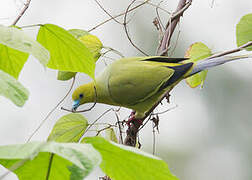 Pin-tailed Green Pigeon