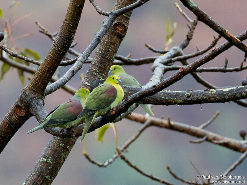 Wedge-tailed Green Pigeon