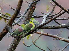 Wedge-tailed Green Pigeon