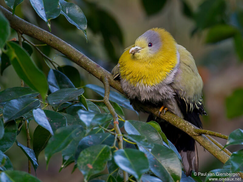 Yellow-footed Green Pigeon