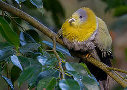 Yellow-footed Green Pigeon