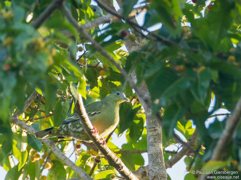 Flores Green Pigeon