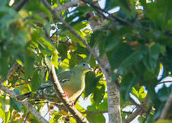 Flores Green Pigeon