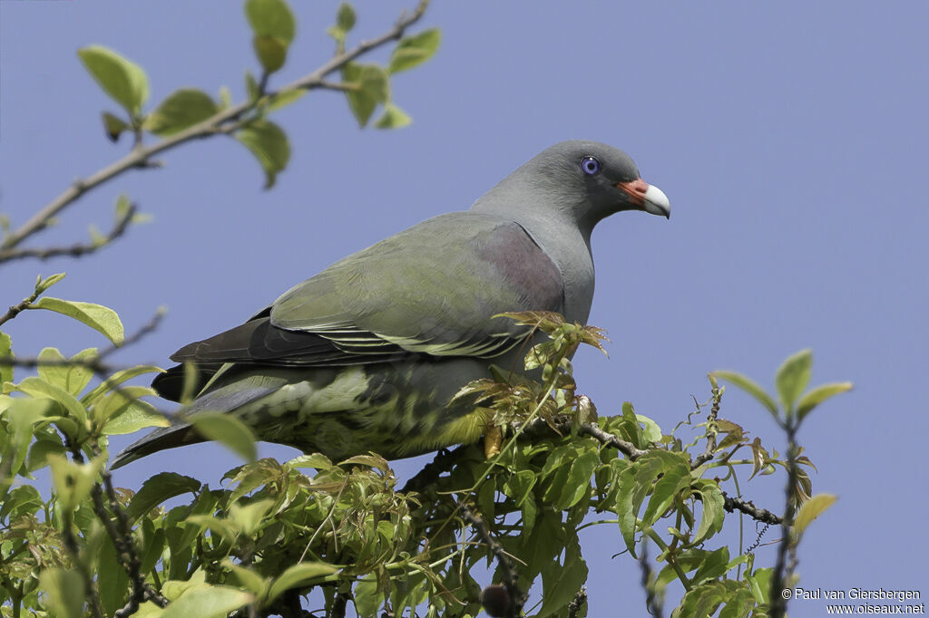 Pemba Green Pigeonadult