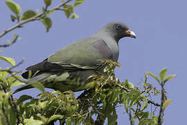 Pemba Green Pigeon