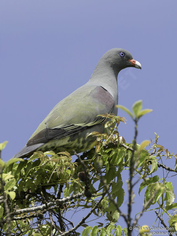 Pemba Green Pigeonadult