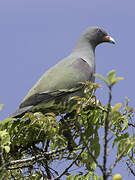 Pemba Green Pigeon