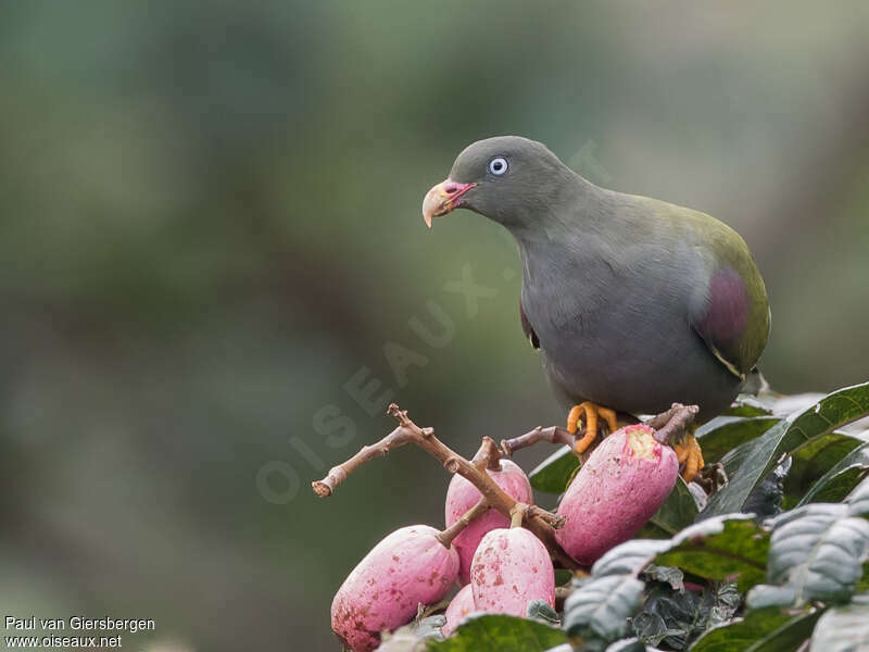 Sao Tome Green Pigeonadult