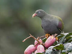 Sao Tome Green Pigeon