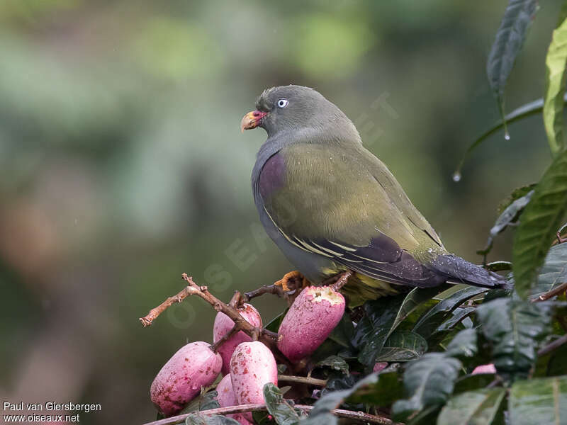 Colombar de Sao Toméadulte, identification