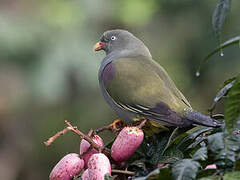 Sao Tome Green Pigeon