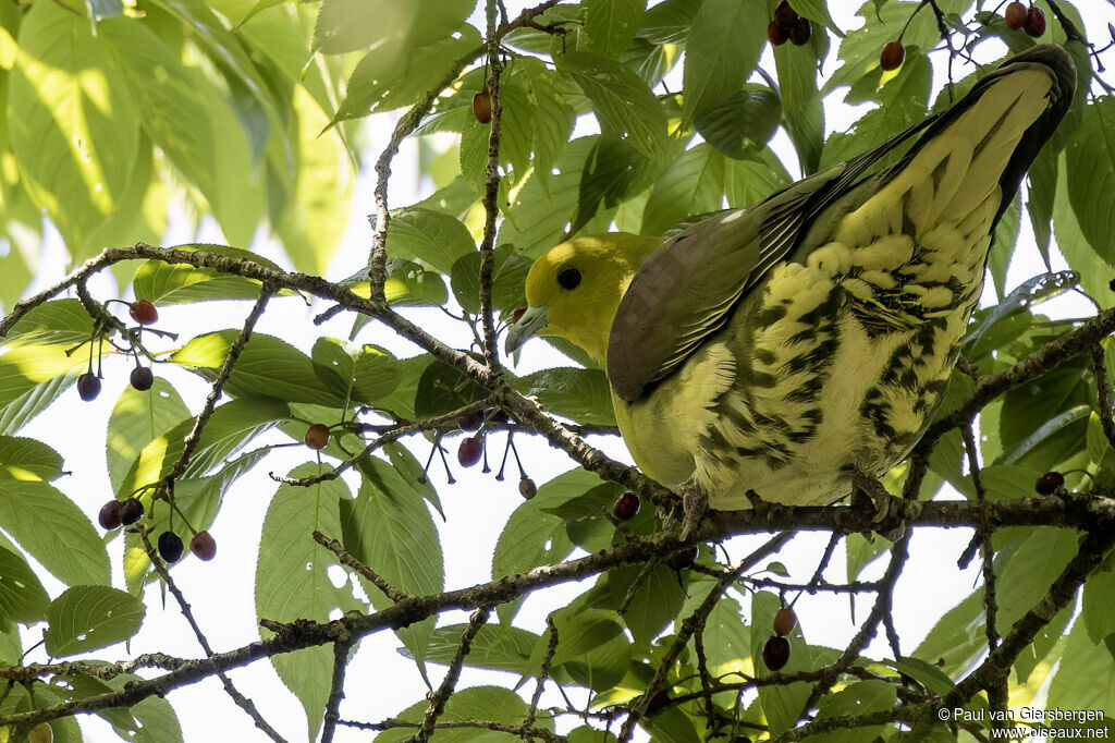 White-bellied Green Pigeonadult