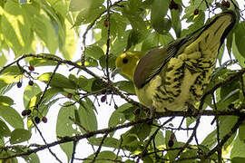 White-bellied Green Pigeon