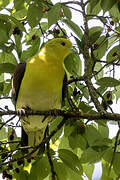 White-bellied Green Pigeon