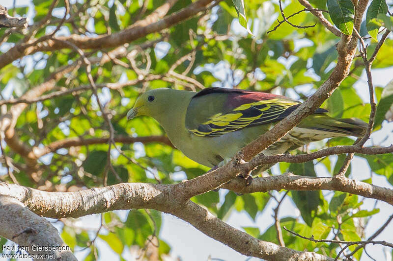 Colombar de Sumbaadulte, identification