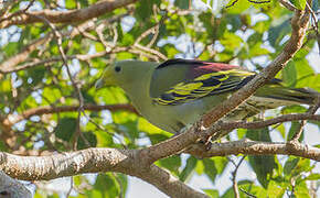 Sumba Green Pigeon