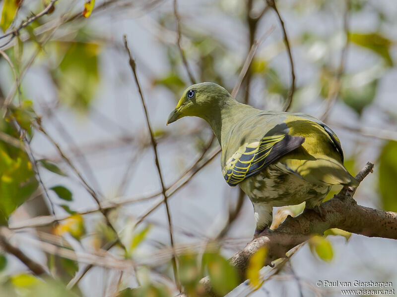 Sumba Green Pigeon