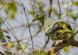 Sumba Green Pigeon