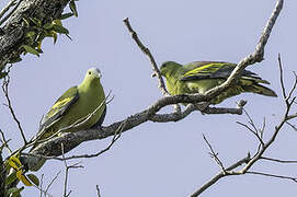 Andaman Green Pigeon