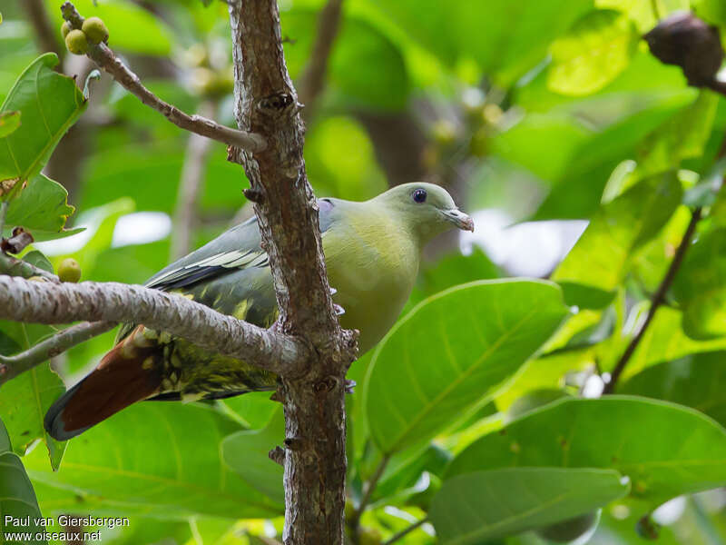 Comoro Green Pigeonadult