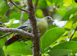 Comoros Green Pigeon