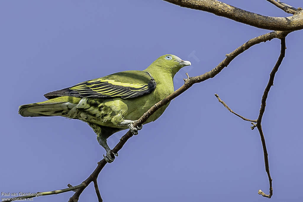 Philippine Green Pigeonadult