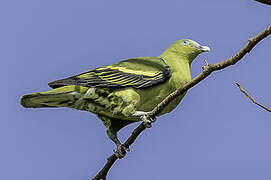 Philippine Green Pigeon