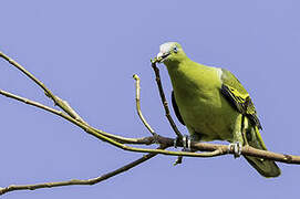 Philippine Green Pigeon