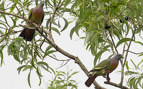 Pink-necked Green Pigeon