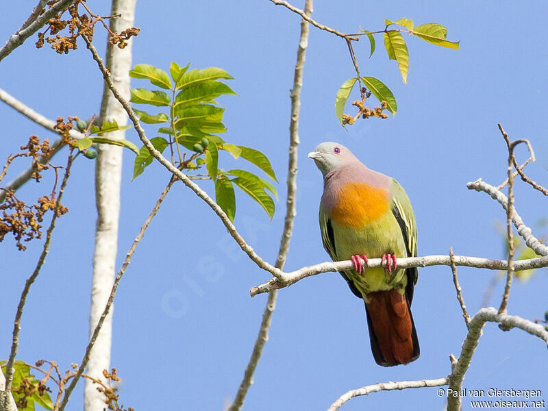 Pink-necked Green Pigeon