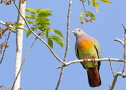 Pink-necked Green Pigeon