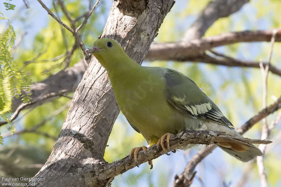 Madagascan Green Pigeonadult, habitat, pigmentation